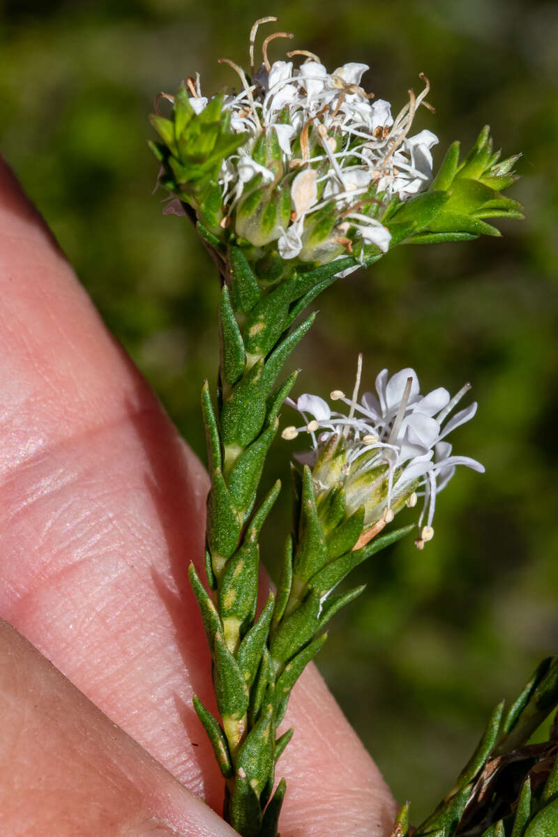 Image of Agathosma imbricata (L.) Willd.