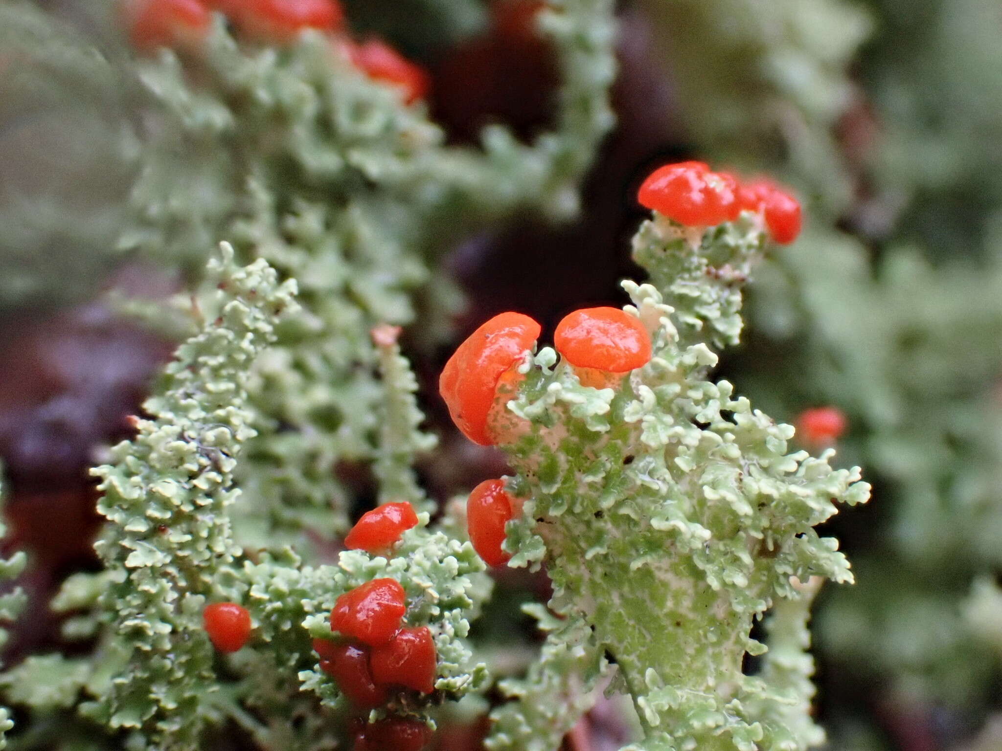 صورة Cladonia bellidiflora (Ach.) Schaer.