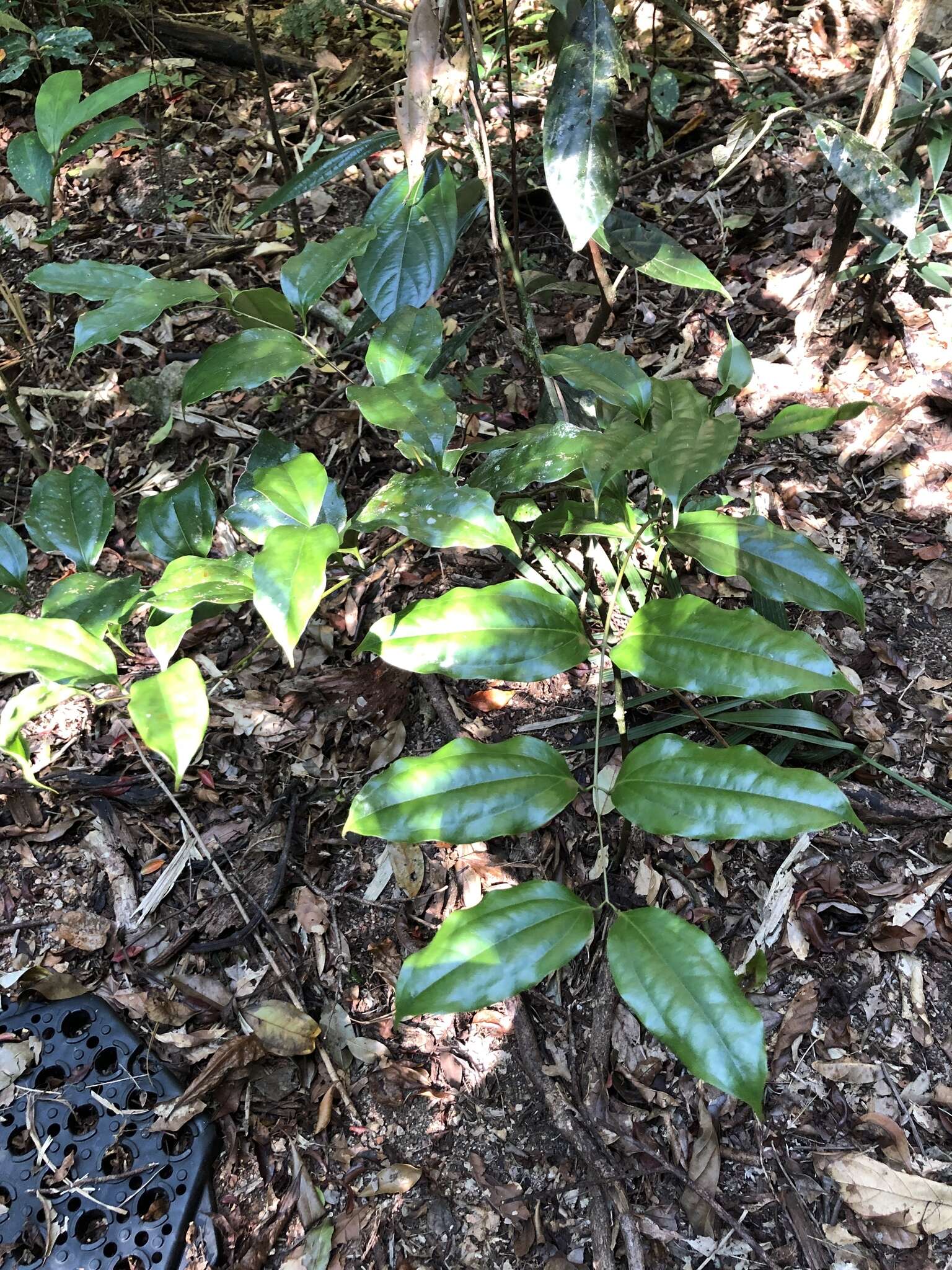 Image of Ripogonum album R. Br.