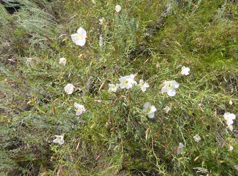 Image of Nuttall's evening primrose