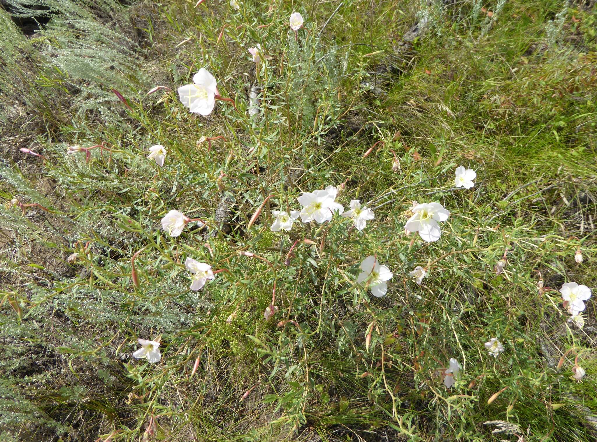 Plancia ëd Oenothera nuttallii Torr. & Gray