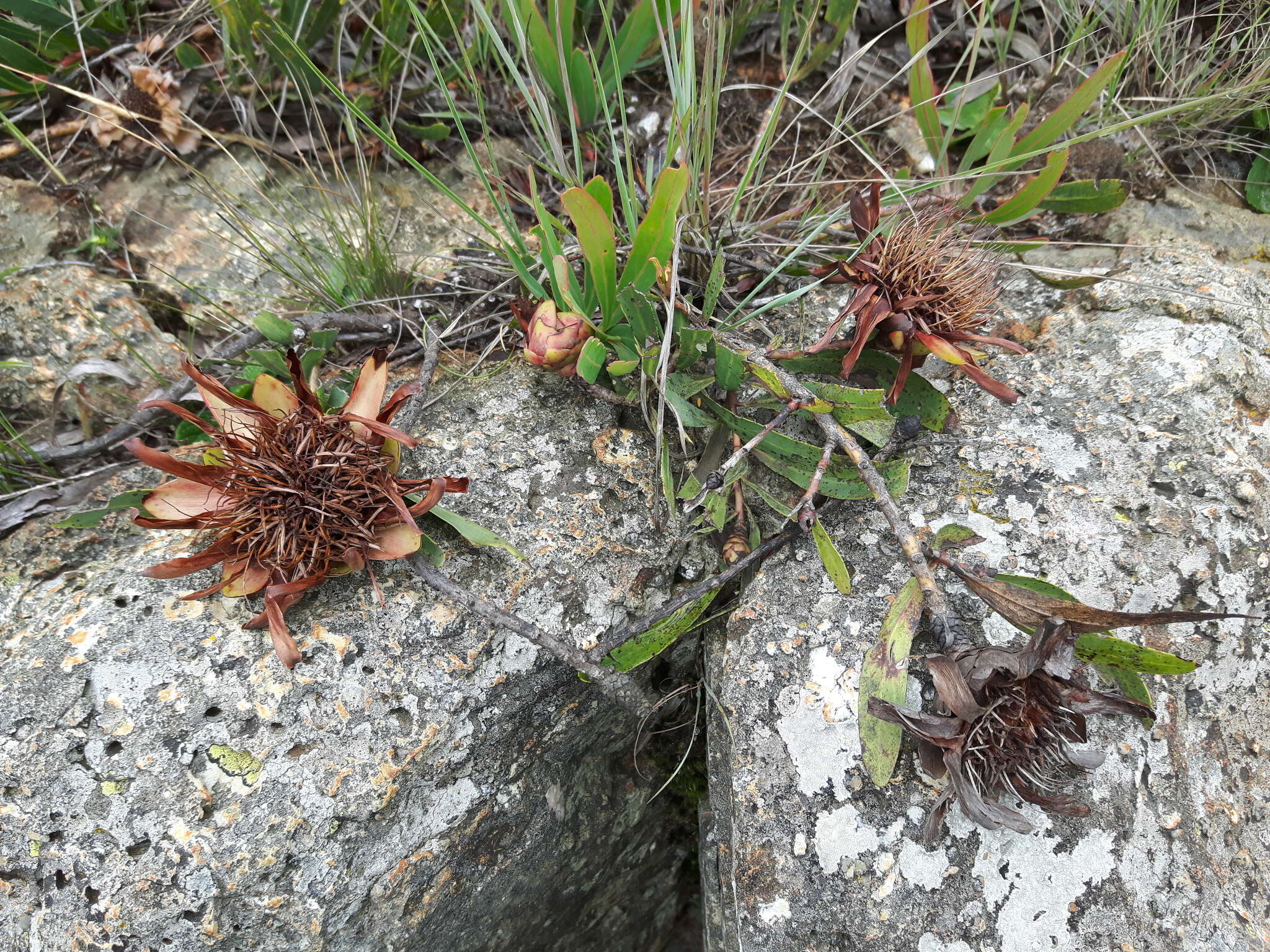 Image of Protea parvula Beard