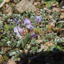 Image of Astragalus peruvianus Vog.