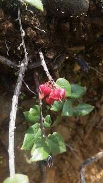 Image of Gaultheria domingensis Urb.