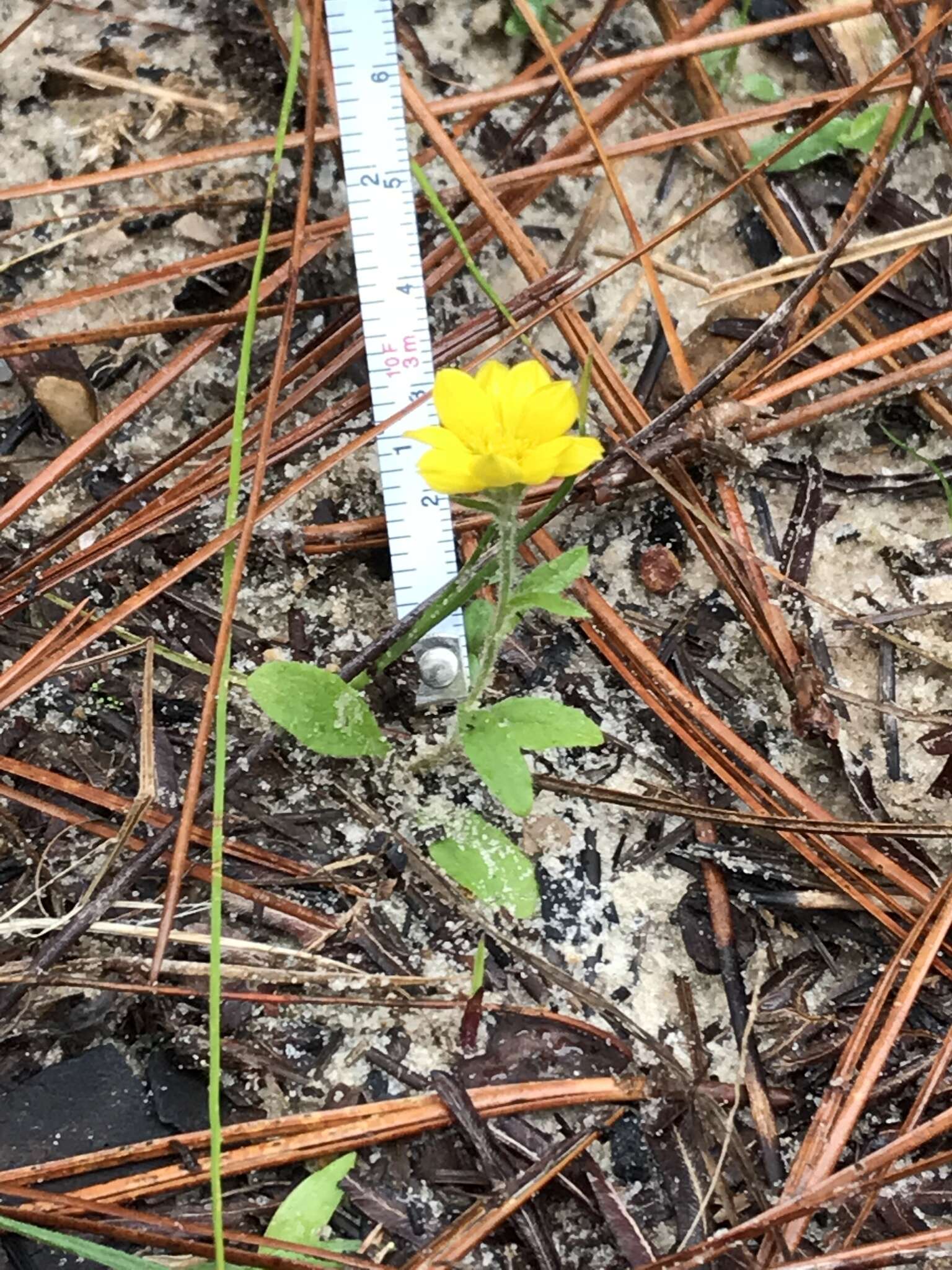 Image of Maryland goldenaster