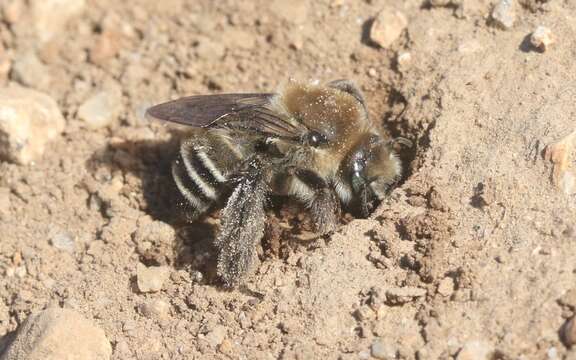 صورة Diadasia bituberculata (Cresson 1879)