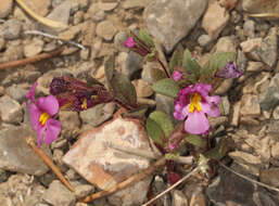 Image of annual redspot monkeyflower