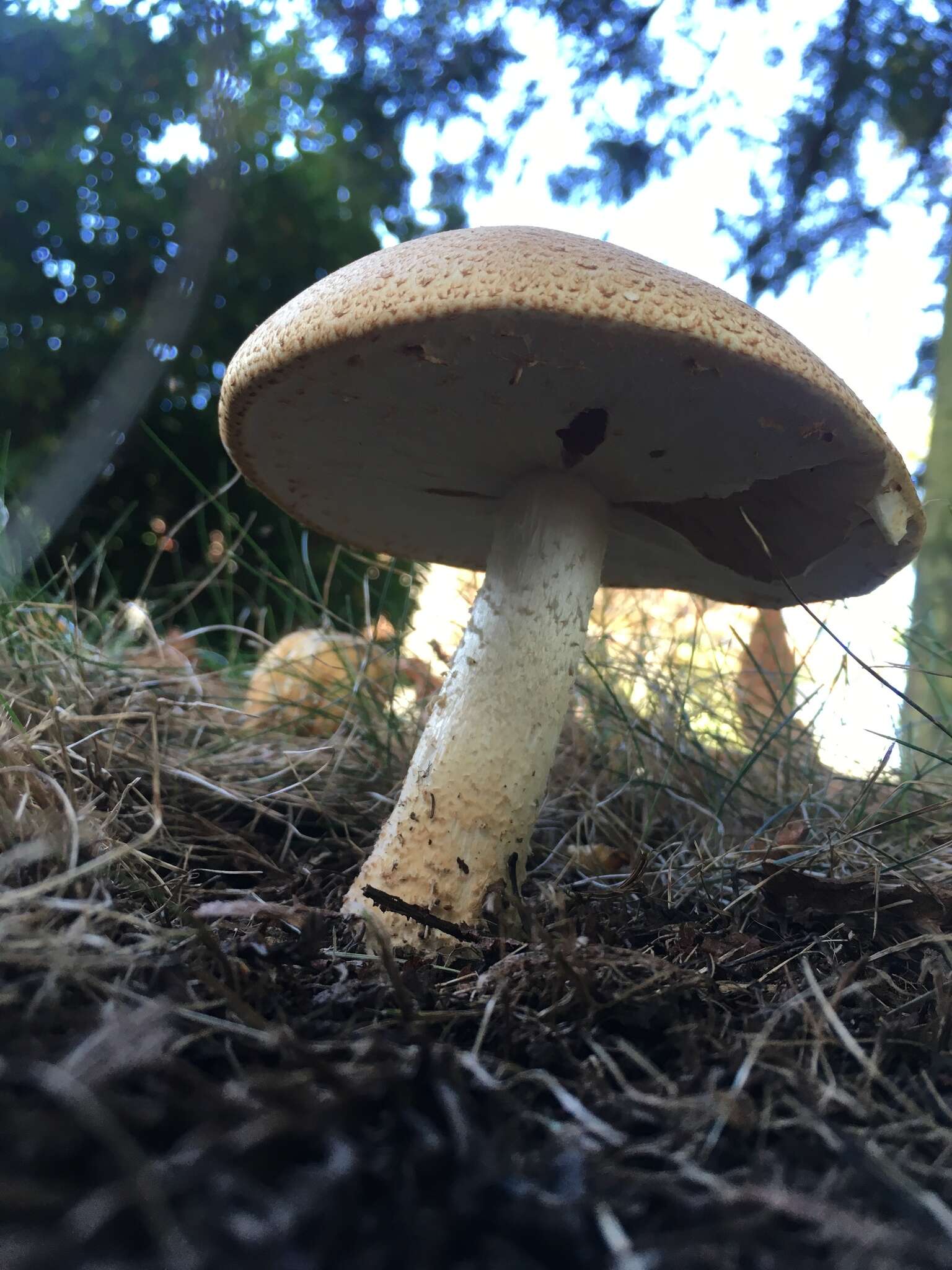 Image of Agaricus nanaugustus Kerrigan 2016