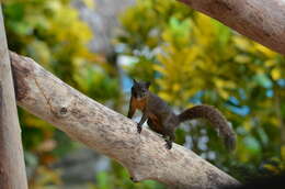 Image of Sciurus subgen. Guerlinguetus Gray 1821