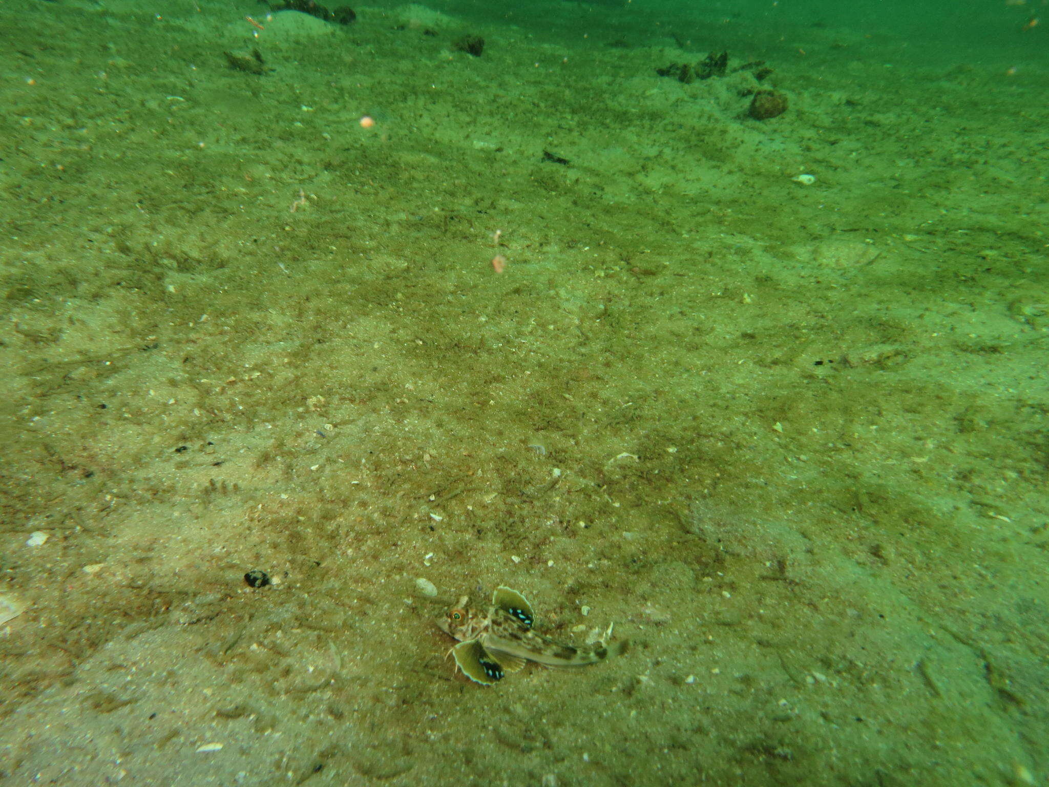 Image of Bluefin Gurnard