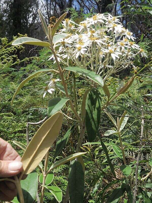 Olearia megalophylla (F. Müll.) F. Müll. resmi