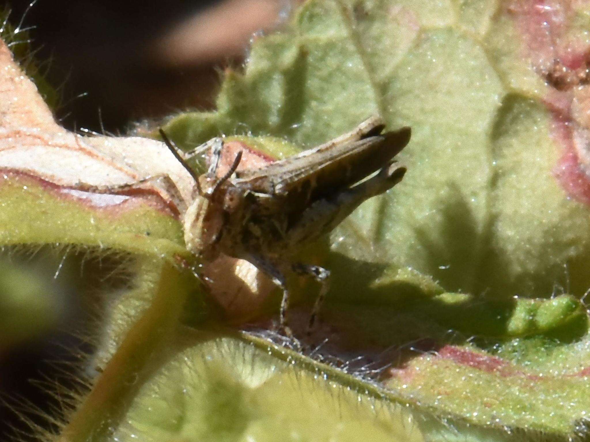 Anaeolopus dorsalis (Thunberg 1815)的圖片