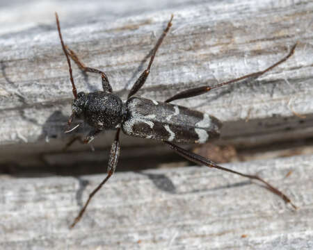 Image of Neoclytus muricatulus (Kirby 1837)