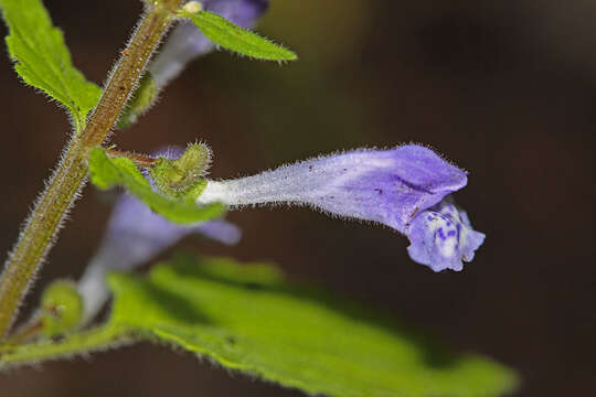 Image of Scutellaria pekinensis Maxim.