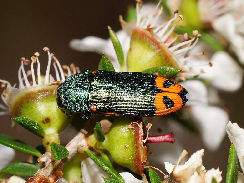 Castiarina ocelligera (Gory 1841) resmi