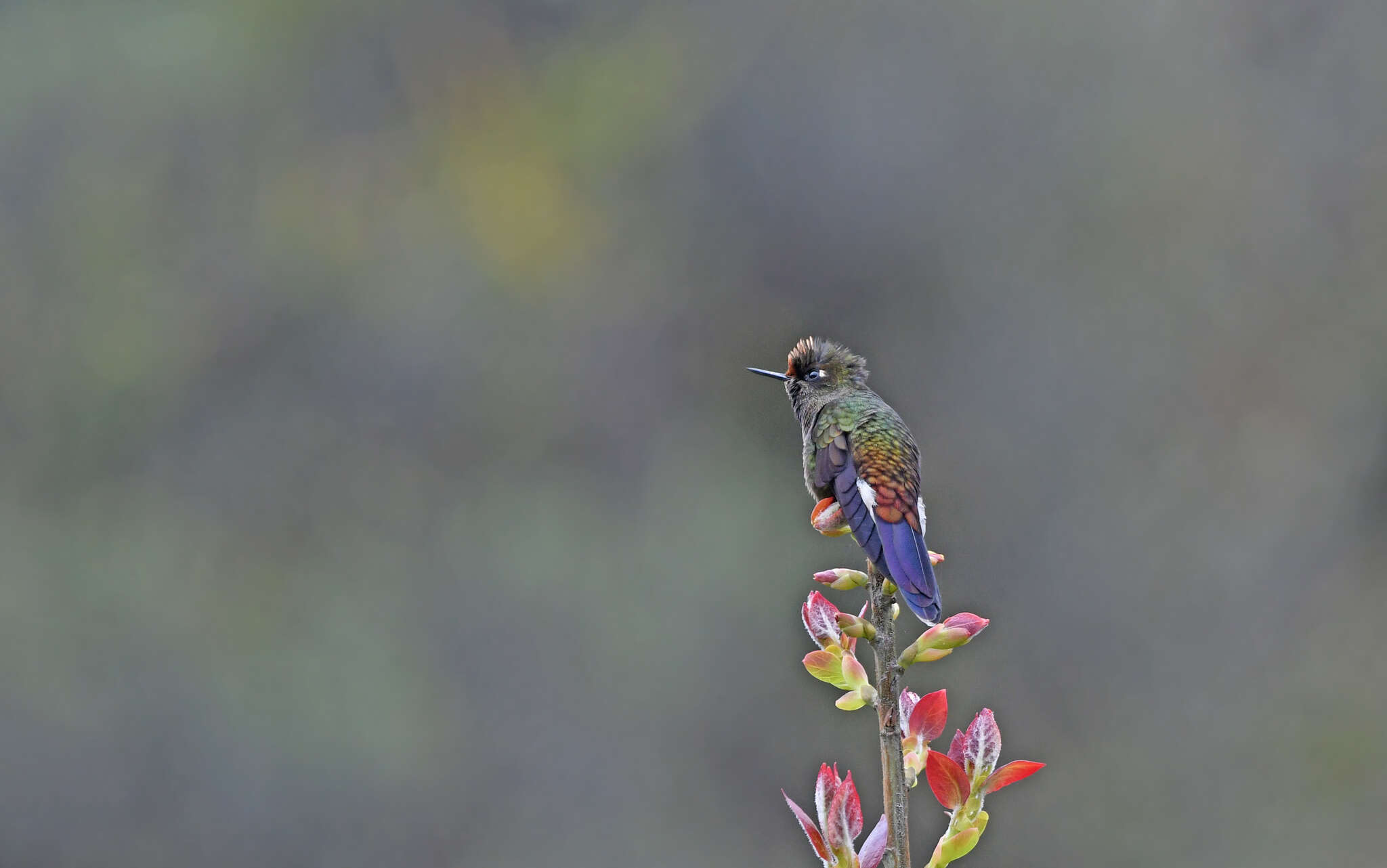 Image of Rainbow-bearded Thornbill