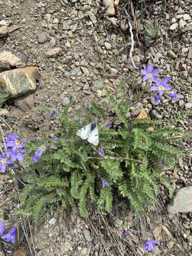 Image de Polemonium pulcherrimum subsp. lindleyi (Wherry) V. Grant