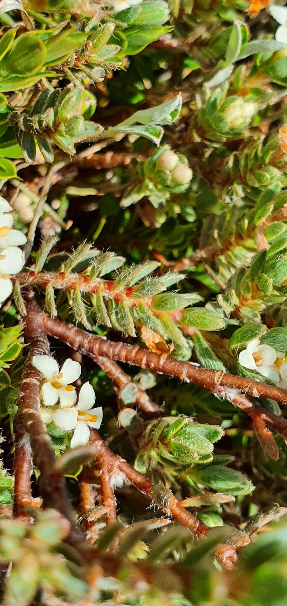 Image of Pimelea mesoa subsp. macra C. J. Burrows