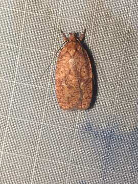 Image of Four-dotted Agonopterix