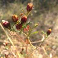 Image of fetid marigold