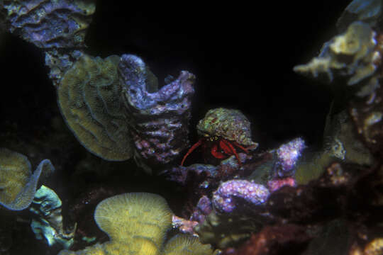 Image of red reef hermit crab