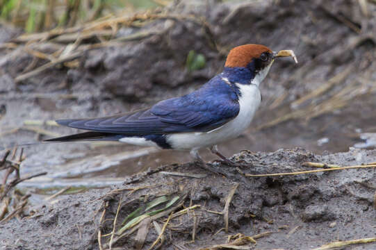 Hirundo smithii Leach 1818 resmi