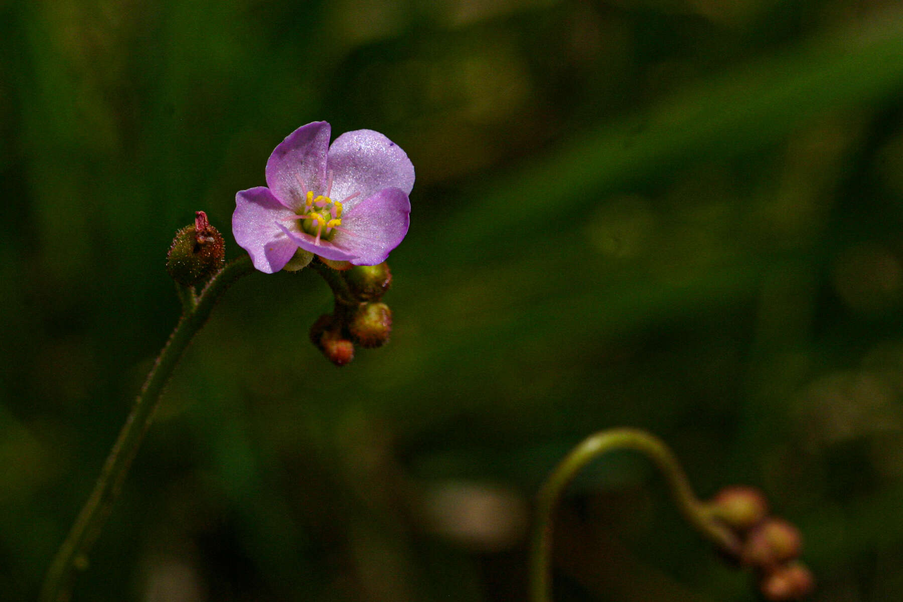 Image of Drosera dielsiana Exell & Laundon