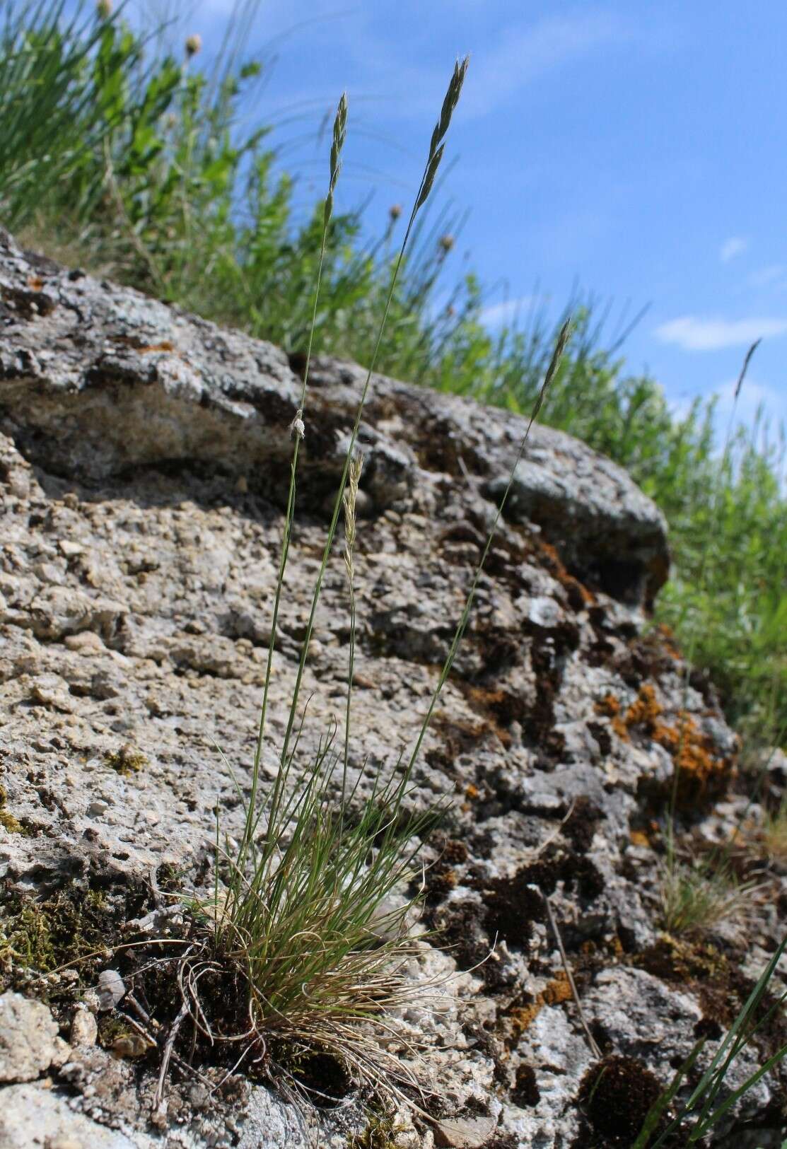 Image de Festuca pulchra Schur