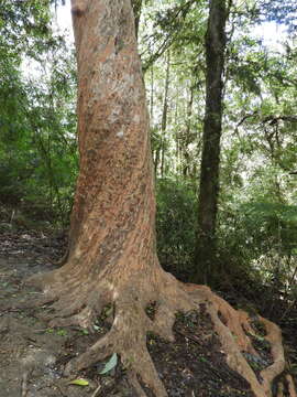 Image de Amomyrtus meli (Phil.) D. Legrand & Kausel