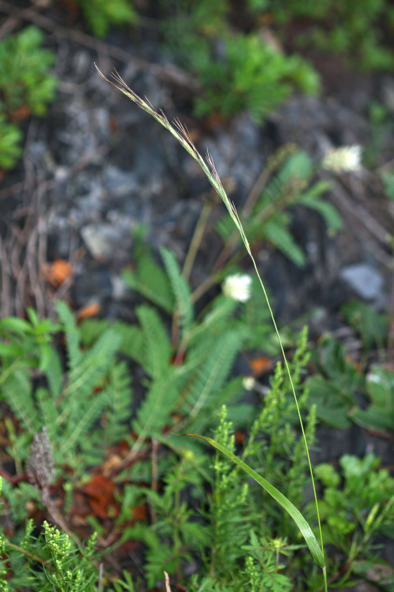 Слика од Elymus gmelinii (Trin.) Tzvelev