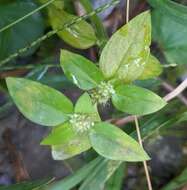 Image of Pacific False Buttonweed