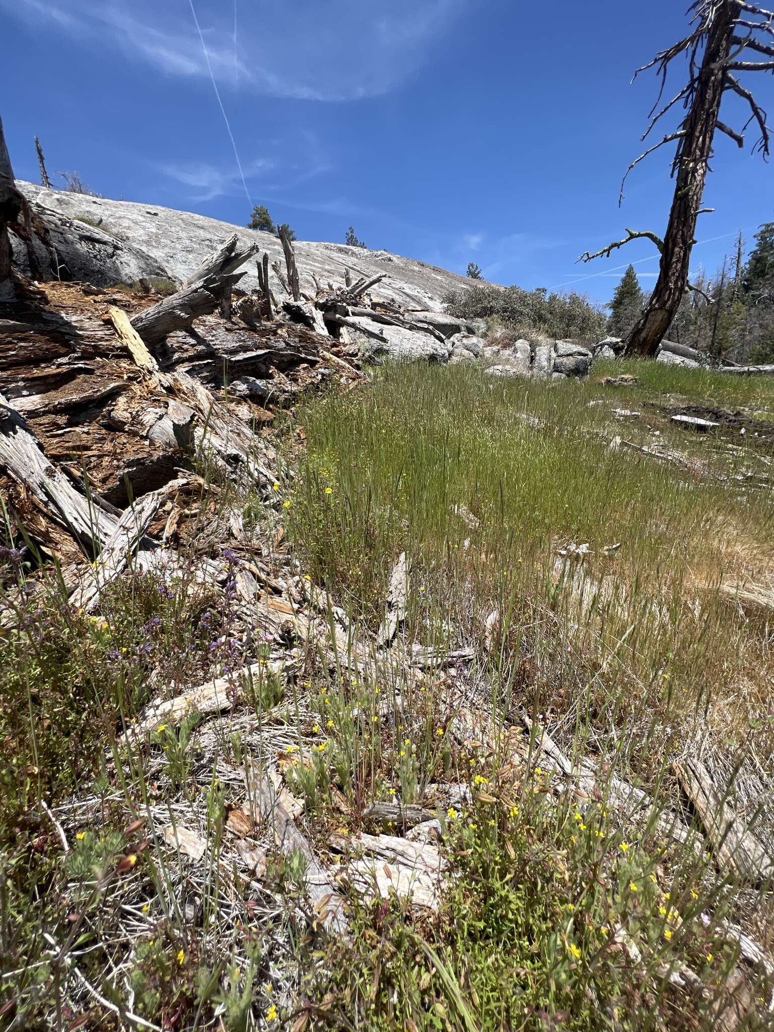 Image of Yosemite tarweed