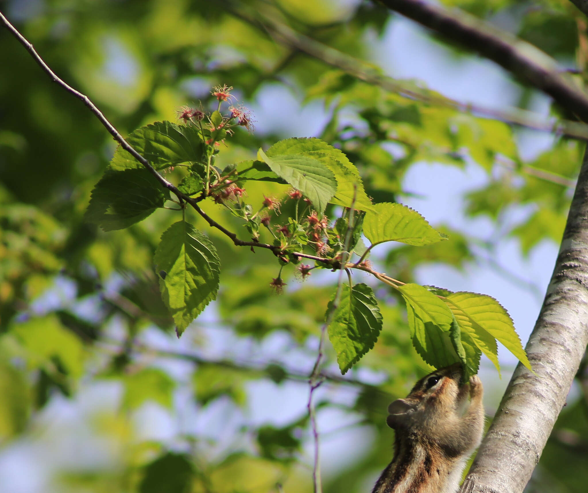 Слика од Prunus maximowiczii Rupr.