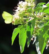 Imagem de Volkameria glabra (E. Mey.) Mabb. & Y. W. Yuan