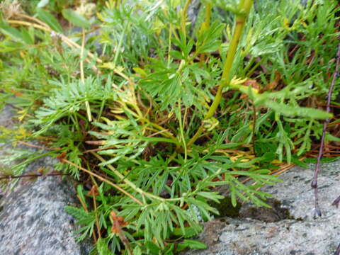 Image of Boreal Sagebrush