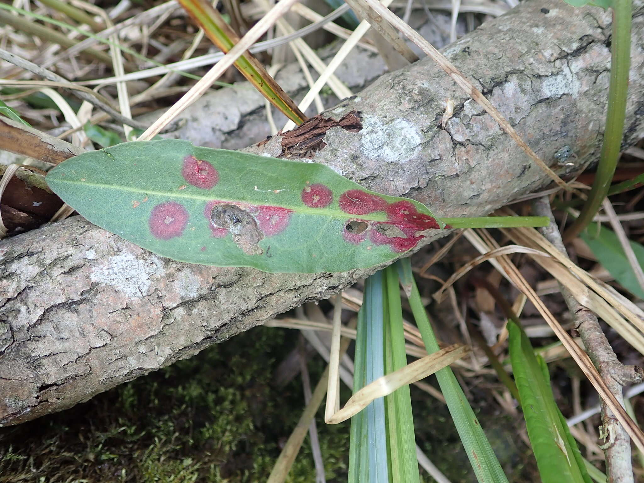 Puccinia phragmitis (Schumach.) Tul. 1854的圖片