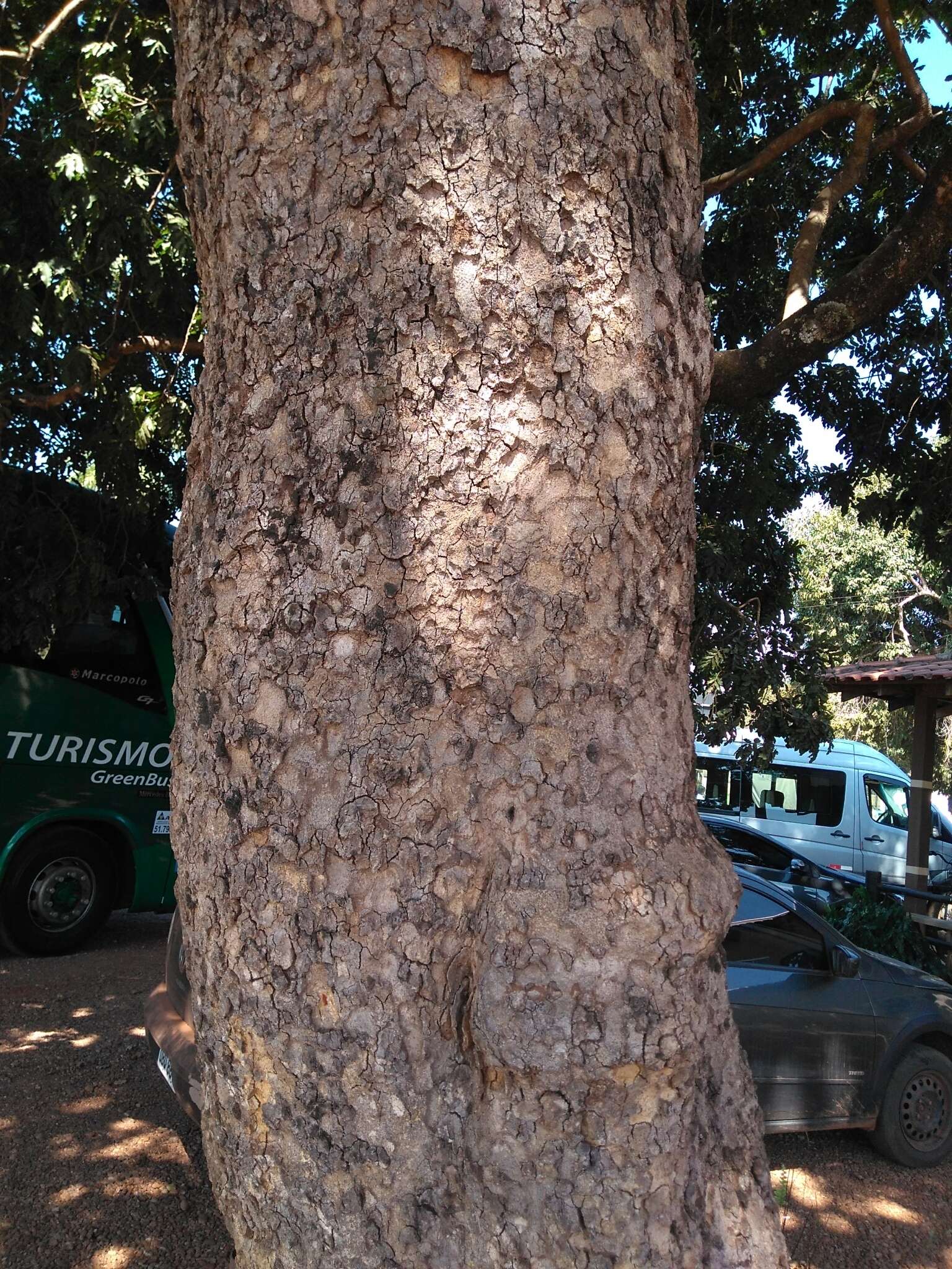 Image of Baru tree