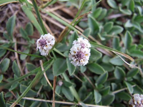 Phyla nodiflora var. minor (Gillies & Hook.) N. O'Leary & Múlgura的圖片