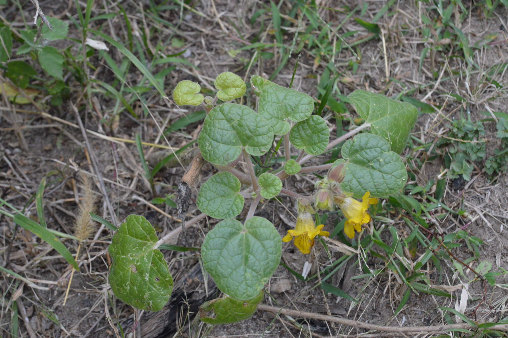 Image of Ibicella parodii Abbiatti