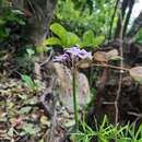 Imagem de Tulbaghia maritima Vosa