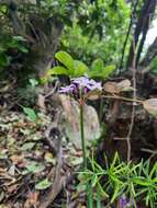 Imagem de Tulbaghia maritima Vosa