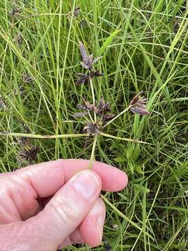 Cyperus nitidus Lam.的圖片