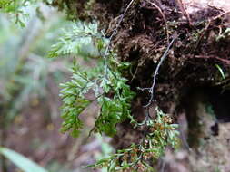 Image of Hymenophyllum sanguinolentum (G. Forst.) Sw.