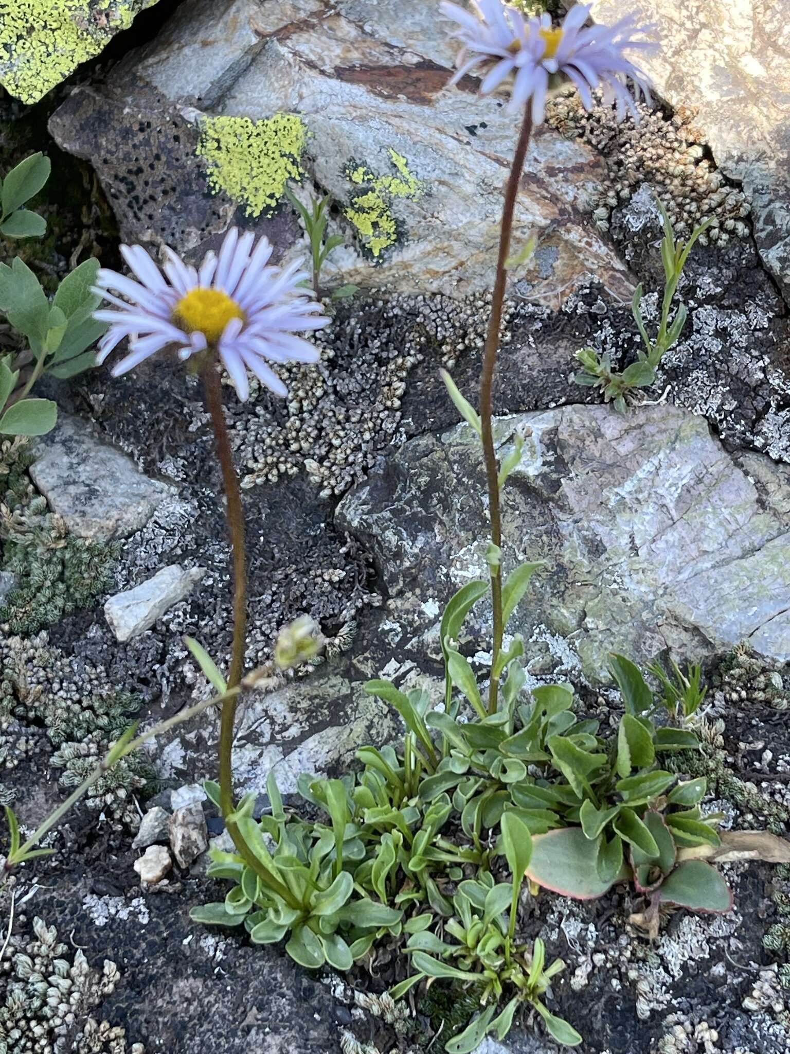 Image of rockslide yellow fleabane