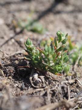 Image of Kellogg's Knotweed