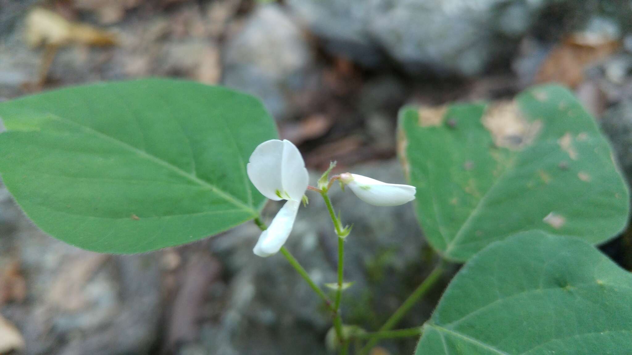 Image of Lindheimer's ticktrefoil