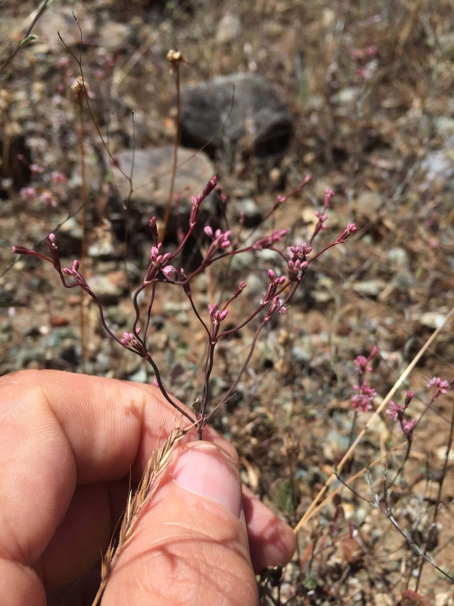 Image of goldencarpet buckwheat