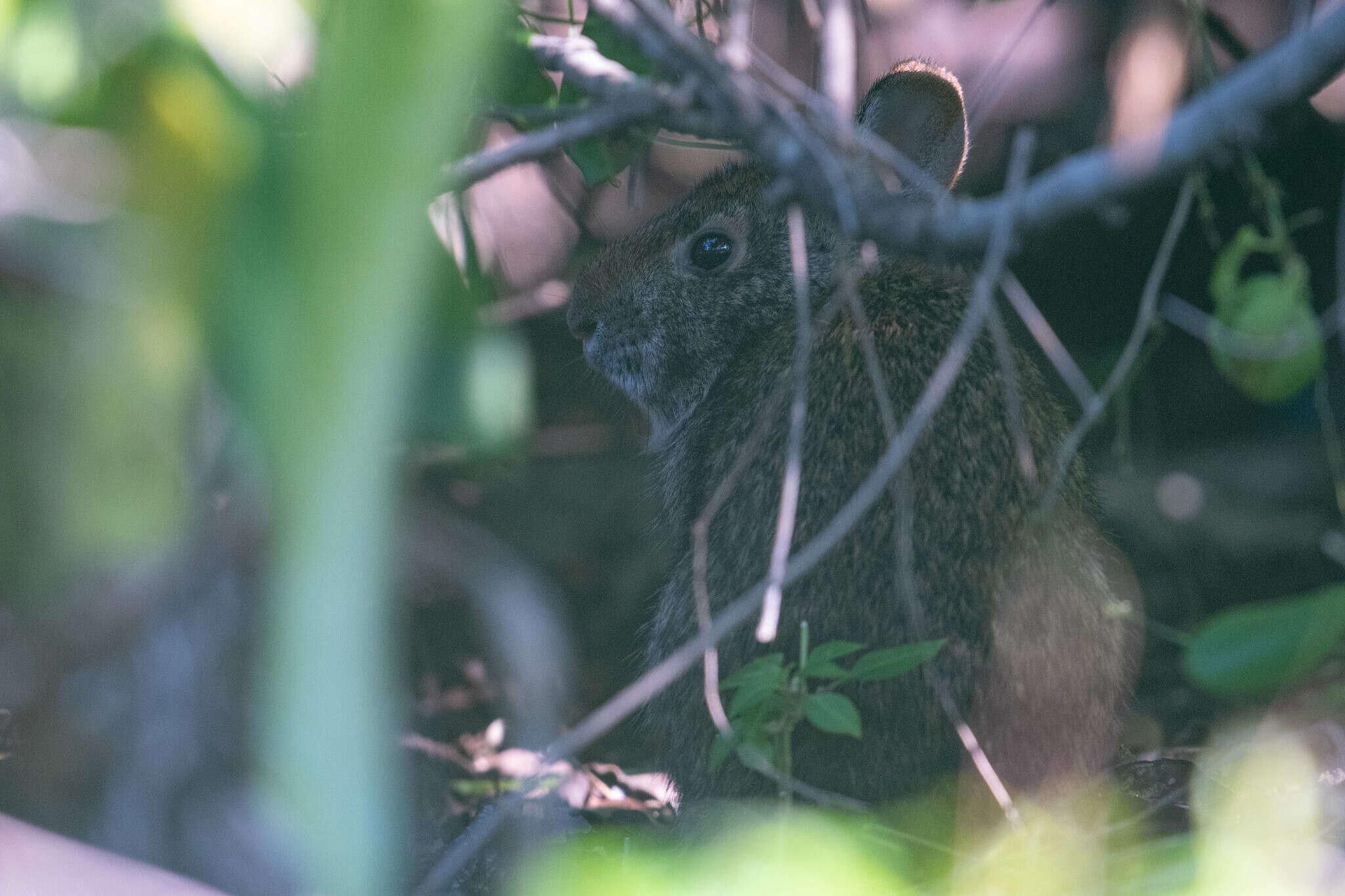 Image of Lower Keys marsh rabbit