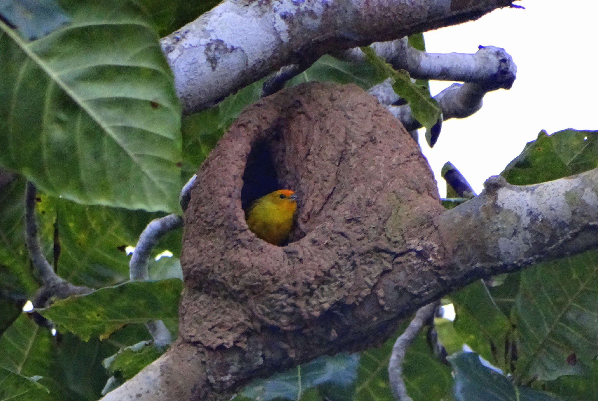 Image of Saffron Finch