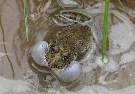 Image of African Groove-crowned Frog